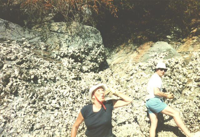 Picking oysters & eating them on the spot