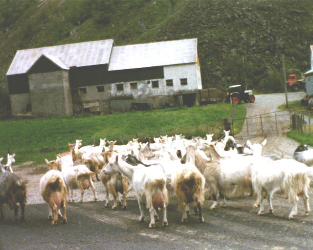 We have a lot of goats in Norway.