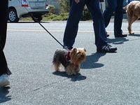 Cayucos Easter Bonnet Dog Parade